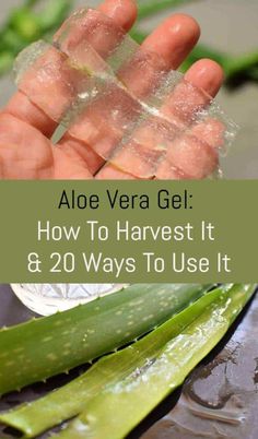 Aloe Vera Gel: How To Harvest It and 20 Ways To Use It Aloe Water, Natural Moisturizer, Healing Herbs