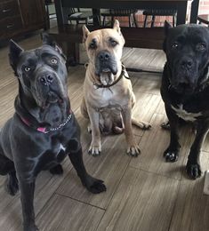 three dogs are sitting on the floor looking up