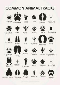 an animal track chart with different types of tracks and their corresponding names in black on white