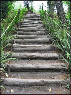 an old set of stairs in the woods