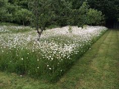 some white flowers are growing in the grass