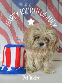 a dog sitting next to a hat with the american flag painted on it