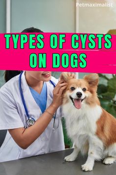 Types of Cysts on Dogs Dog Warts, Mammary Gland, Squamous Cell, Dog Leg, Medical Help, Older Dogs, Skin Care Remedies, Dog Leads