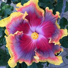 a large flower with purple and yellow petals