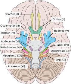 the frontal view of the human brain with labels in russian and english on each side