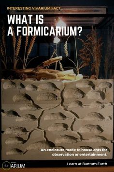 an image of what is a formicarium? with text overlaying it