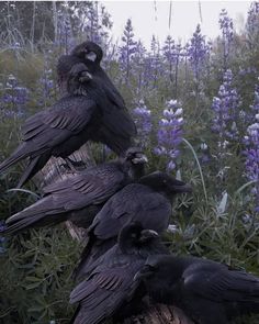 three black birds sitting on top of a tree stump in a field full of purple flowers