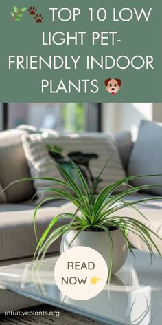 the top 10 low light pet friendly indoor plants that you can grow in your home