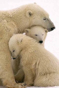 two polar bears are hugging each other in front of a white background with the words ebay on it