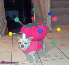 a small dog wearing a costume made to look like a strawberry with pins on it