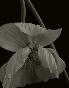 black and white photograph of two flowers with stems in the foreground, against a dark background