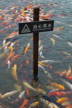 a large group of fish swimming in the water near a sign that says caution falling into water