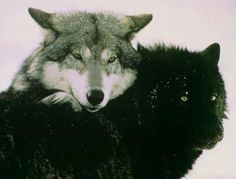 two black cats and one white wolf are standing together in the snow, with their heads on each other's shoulders