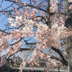 pink flowers are blooming on the branches of a tree in front of a bridge