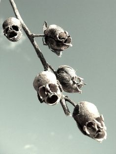 a branch with some dead flowers on it