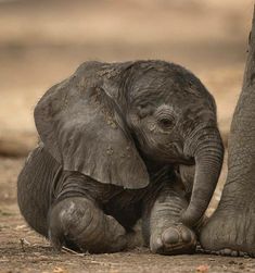 the baby elephant is playing with his mother's leg and trunk in the dirt