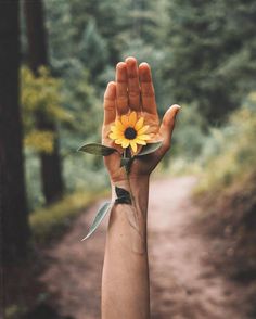 a person's hand holding up a sunflower in the middle of a forest