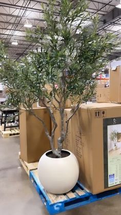 an olive tree in a large white pot on a pallet with boxes behind it