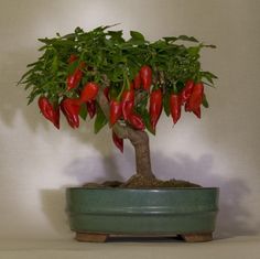 a potted plant with red peppers growing from it