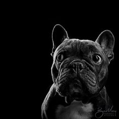 a black and white photo of a dog looking at the camera with an intense look on its face