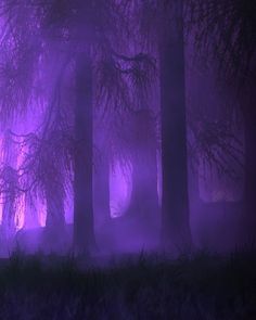 purple fog in the woods with trees and grass