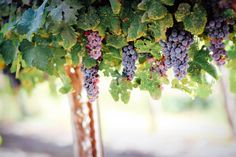 grapes are growing on the vine in an outdoor area with sunlight shining through them and green leaves hanging from the branches