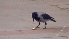 a black and white bird eating something on the ground