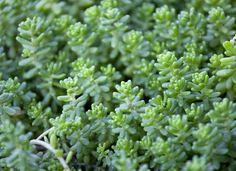 closeup of green plants with tiny leaves