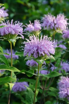 purple flowers with green leaves in the background