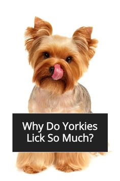 a small dog with its tongue out and the words why do yorkies lick so much?