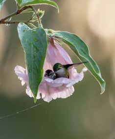 two small birds are sitting in the middle of a pink flower with green leaves on it