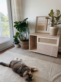 a cat laying on top of a rug next to a potted plant and window