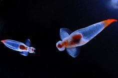 two orange and white fish swimming next to each other in the dark water at night