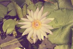 a white flower with yellow center surrounded by water lilies and green leafy plants