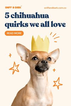 a dog with a crown on it's head in front of a sign that says 5 chihuahua quirks we all love