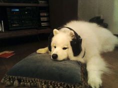 a white dog wearing headphones sitting on top of a cushion in front of a radio