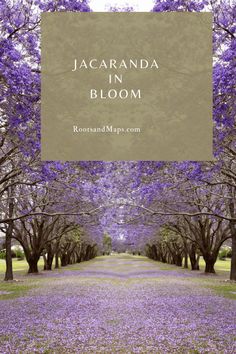 jacaranda trees in bloom with the words jacaranda in bloom over them