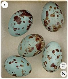 four blue eggs with brown spots on them