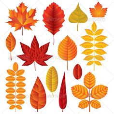 various autumn leaves on white background - flowers & plants nature