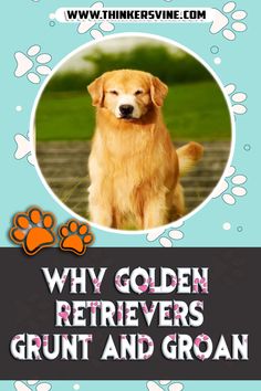 Why Golden Retrievers Grunt And Groan Expressing Emotions, Golden Retrievers, Golden Retriever, Blog Post