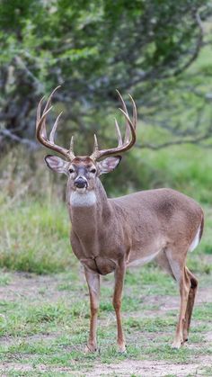 a deer with large antlers standing in the grass