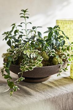 a potted plant sitting on top of a table next to a glass vase filled with green plants