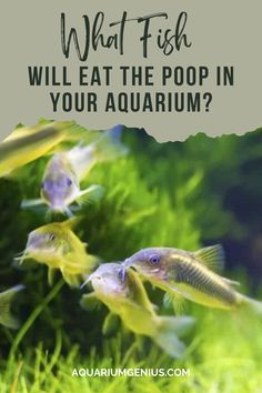 what fish will eat the poop in your aquarium?