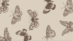 a bunch of butterflies that are on a white background with black and brown ink drawings