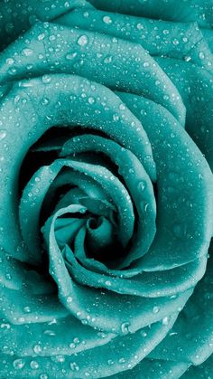 a blue rose with water droplets on it