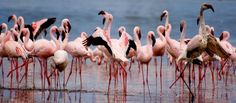 a flock of flamingos standing on top of a beach next to the ocean with their beaks in the water