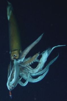 an octopus is swimming in the water at night