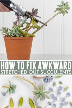 how to fix awkward and stretch out succulents