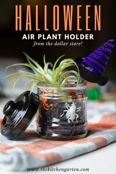 halloween air plant holder from the dollar store with text overlay that reads, halloween air plant holder from the dollar store