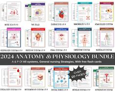 the anatomy and physoloy bundle includes all systems, diagrams, and flash cards